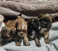 Pink girl, a female Shih Tzu for sale in Rapid City, SD – 6 of 6