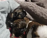 Pink girl, a female Shih Tzu for sale in Rapid City, SD – 5 of 6