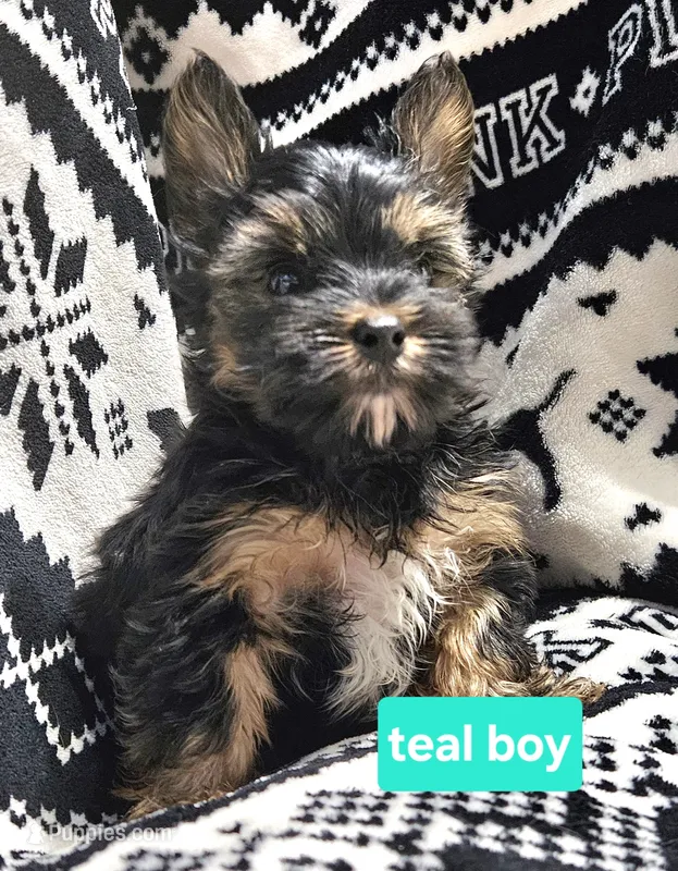Teal boy Yorkie – Yorkshire Terrier puppy for sale in Rapid City, SD