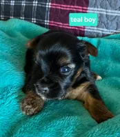 Teal boy, a male Yorkshire Terrier for sale in Rapid City, SD – 3 of 5