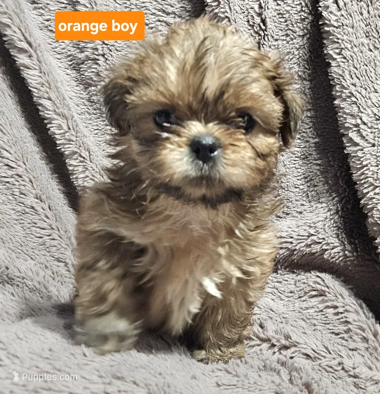 Orange boy – Shih Tzu puppy for sale in Rapid City, SD