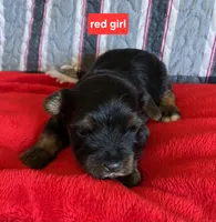 Red girl yorkie, a female Yorkshire Terrier for sale in Rapid City, SD – 3 of 4