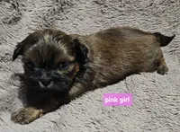 Pink girl, a female Shih Tzu for sale in Rapid City, SD – 3 of 6