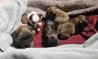 Purple girl , a female Shih Tzu for sale in Rapid City, SD – 4 of 5