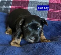 Blue Boy , a male Yorkshire Terrier for sale in Rapid City, SD – 3 of 4