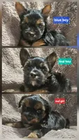Teal boy Yorkie, a male Yorkshire Terrier for sale in Rapid City, SD – 7 of 7