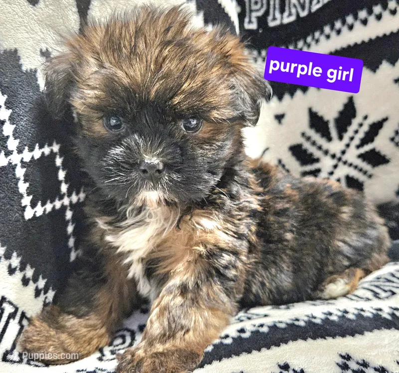 Purple girl  – Shih Tzu puppy for sale in Rapid City, SD