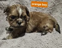 Orange boy, a male Shih Tzu for sale in Rapid City, SD – 3 of 4