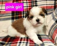 Pink girl, a female Shih Tzu for sale in Rapid City, SD – Photo 2 of 3