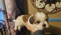 Pink girl, a female Shih Tzu for sale in Rapid City, SD – Photo 3 of 3