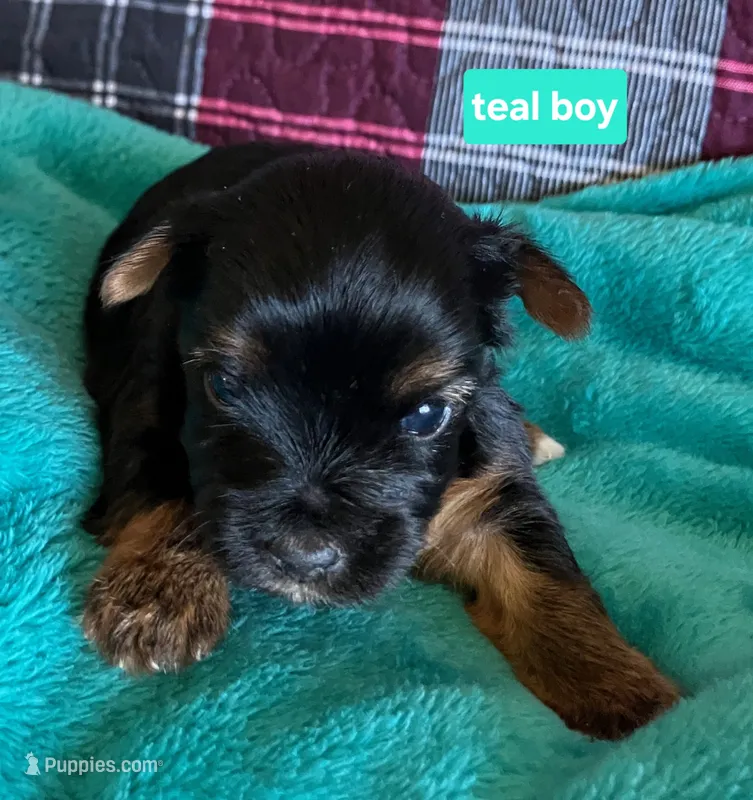 Teal boy – Yorkshire Terrier puppy for sale in Rapid City, SD