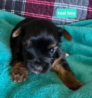 Teal boy, a male Yorkshire Terrier for sale in Rapid City, SD – 1 of 5