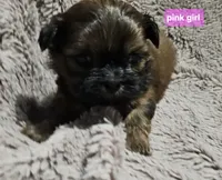 Pink girl, a female Shih Tzu for sale in Rapid City, SD – 2 of 6