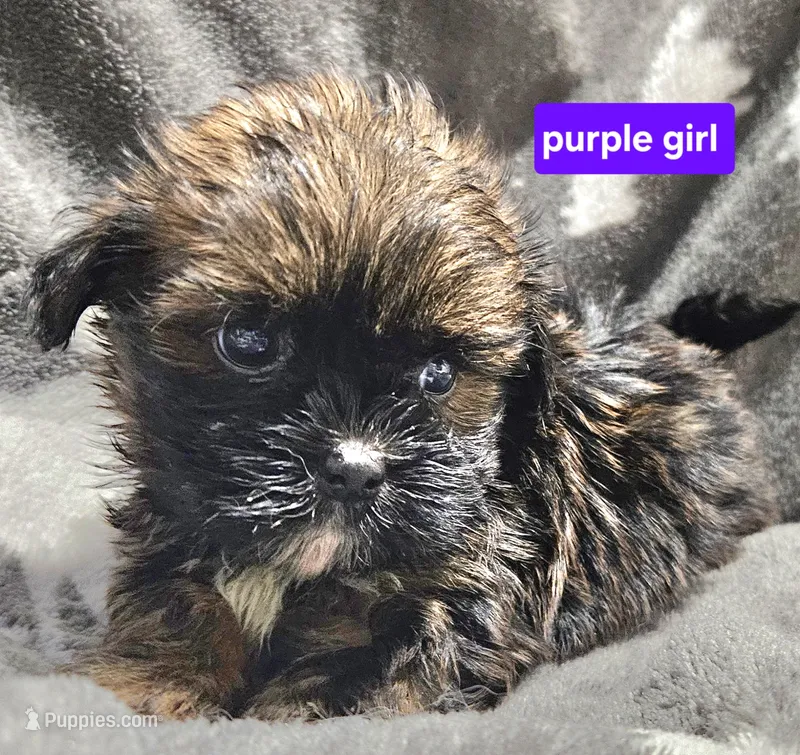 Purple girl  – Shih Tzu puppy for sale in Rapid City, SD