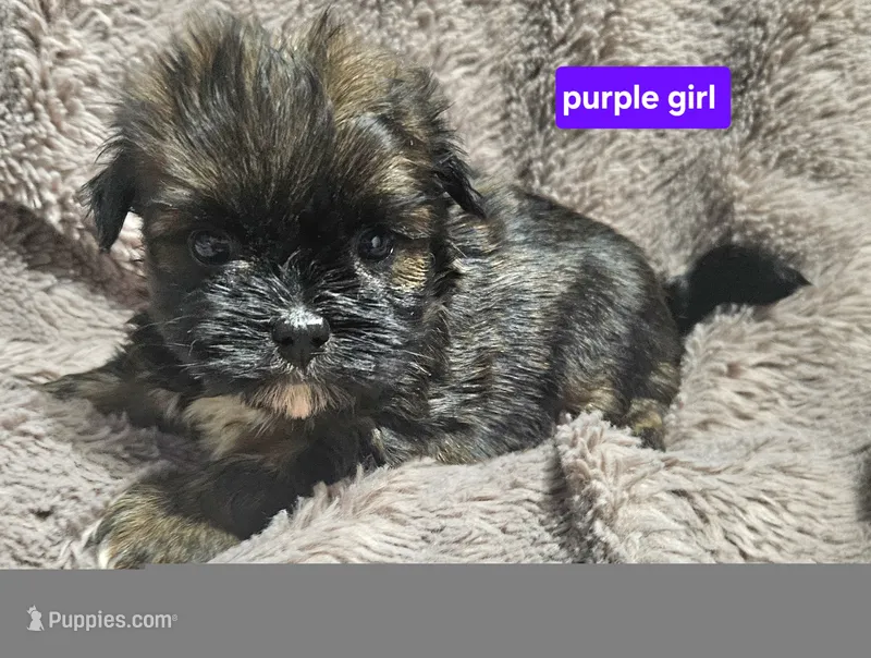 Purple girl  – Shih Tzu puppy for sale in Rapid City, SD