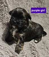 Purple girl , a female Shih Tzu for sale in Rapid City, SD – 2 of 5