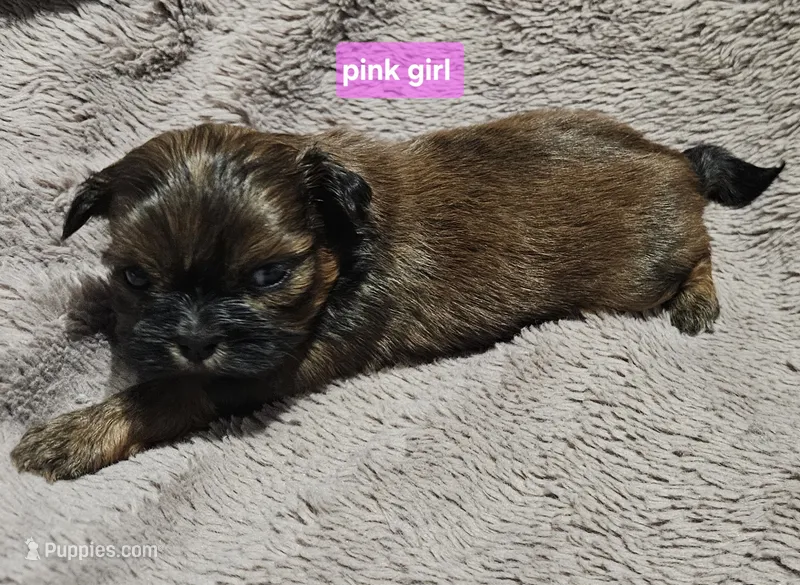 Pink girl – Shih Tzu puppy for sale in Rapid City, SD