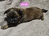 Pink girl, a female Shih Tzu for sale in Rapid City, SD – 1 of 6