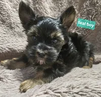 Teal boy Yorkie, a male Yorkshire Terrier for sale in Rapid City, SD – 2 of 7