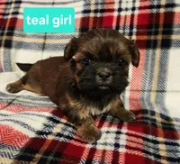 Teal girl, a female Shih Tzu for sale in Rapid City, SD – Photo 1 of 3