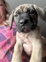 Strawberry , a female English Mastiff for sale in Columbus, IN – Photo 2 of 3