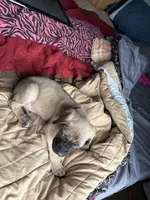 Strawberry , a female English Mastiff for sale in Columbus, IN – Photo 3 of 3