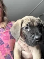Strawberry , a female English Mastiff for sale in Columbus, IN – Photo 1 of 3