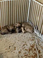 Girl, a female English Mastiff for sale in Columbus, IN – Photo 3 of 4