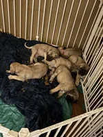 Girl, a female English Mastiff for sale in Columbus, IN – Photo 4 of 4