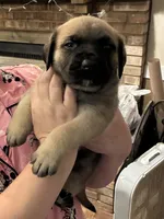 Girl, a female English Mastiff for sale in Columbus, IN – Photo 1 of 4