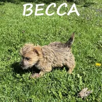 Becca, a female Cairn Terrier and Bichpoo for sale in New Richland, MN – 2 of 4