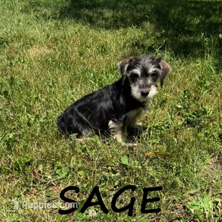 Sage – Schnoodle puppy for sale in New Richland, MN
