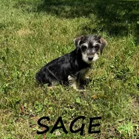 Sage, a female Schnoodle for sale in New Richland, MN – 1 of 3