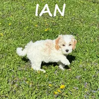 Ian, a male Cockapoo for sale in New Richland, MN – 2 of 3