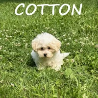 Cotton, a male Shihpoo for sale in New Richland, MN – 2 of 3