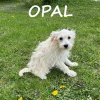 Opal, a female Schnoodle for sale in New Richland, MN – 2 of 3