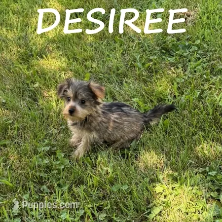 Desiree – Miniature Schnauzer, Yorkshire Terrier puppy for sale in New Richland, MN