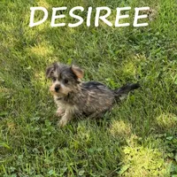 Desiree, a female Miniature Schnauzer and Yorkshire Terrier for sale in New Richland, MN – 1 of 3
