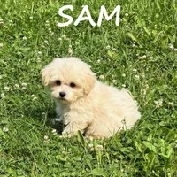 Sam, a male Shihpoo for sale in New Richland, MN – 2 of 3