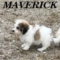 Maverick, a male Schnoodle for sale in New Richland, MN – 3 of 4