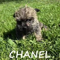 Chanel, a female Cairn Terrier and Bichpoo for sale in New Richland, MN – 2 of 4