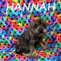 Hannah, a female Miniature Schnauzer and Yorkshire Terrier for sale in New Richland, MN – Photo 1 of 3