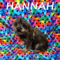 Hannah, a female Miniature Schnauzer and Yorkshire Terrier for sale in New Richland, MN – Photo 3 of 3
