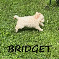 Bridget, a female Cockapoo for sale in New Richland, MN – 3 of 3