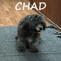 Chad Neutered, a male Shihpoo for sale in New Richland, MN – Photo 3 of 3