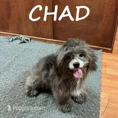 Chad Neutered – Shihpoo puppy for sale in New Richland, MN