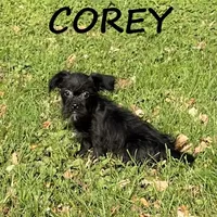 Corey, a male Shorkie for sale in New Richland, MN – 2 of 3