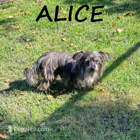 Alice Spayed – Miniature Schnauzer, Yorkshire Terrier puppy for sale in New Richland, MN