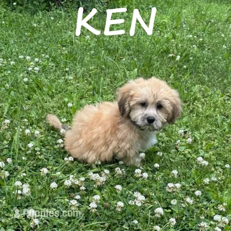 Ken – Shihpoo puppy for sale in New Richland, MN