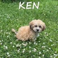 Ken, a male Shihpoo for sale in New Richland, MN – 1 of 3